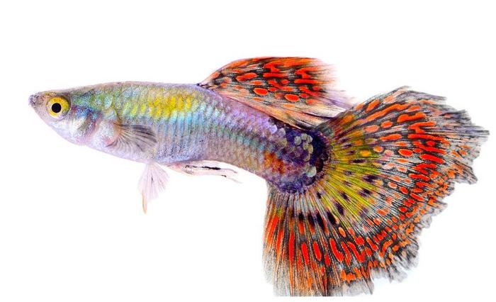 北方魚缸養(yǎng)什么觀賞魚比較好_觀賞魚缸北方養(yǎng)魚好比較好養(yǎng)的_觀賞魚缸北方養(yǎng)魚好比較好的