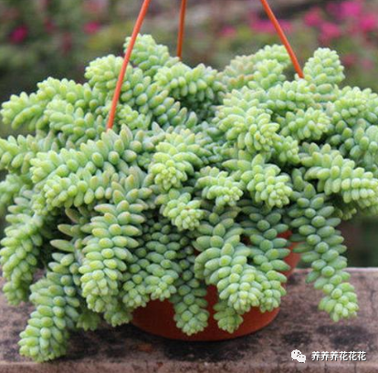 玉墜多肉植物怎么養(yǎng)_玉墜多肉含義是什么_多肉玉墜介紹