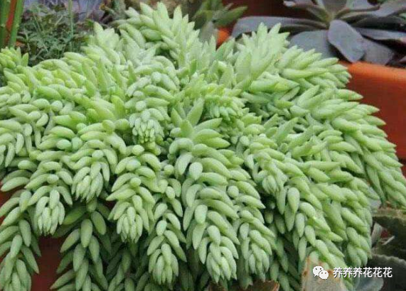 玉墜多肉植物怎么養(yǎng)_玉墜多肉含義是什么_多肉玉墜介紹