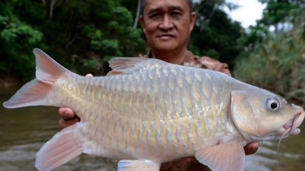 十大最貴淡水魚排名（十大名貴淡水觀賞魚排