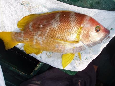 觀賞便宜魚有哪幾種_便宜的觀賞魚有哪些_觀賞便宜魚有哪些