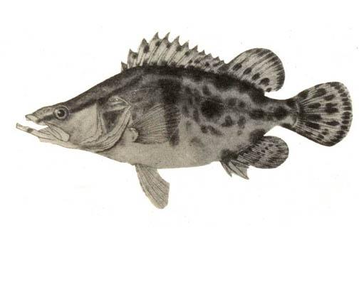 便宜的觀賞魚有哪些_觀賞便宜魚有哪些_觀賞便宜魚有哪幾種