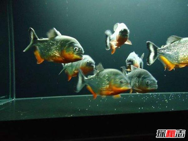 冷水大型觀賞魚有哪些_常見冷水觀賞魚魚_冷水觀賞魚大型有哪些