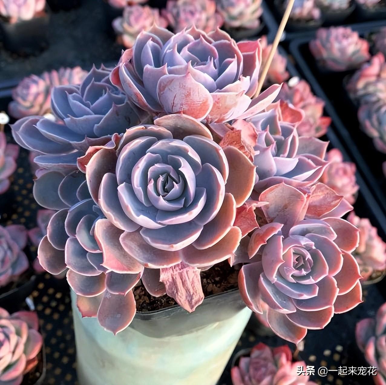 10款新手也能養的多肉，顏值高愛爆崽，度