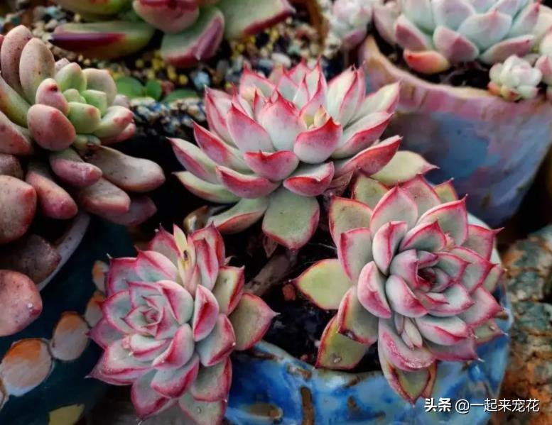 淡雪多肉怎么爆頭_多肉淡雪徒長怎么辦_多肉淡雪爆盆圖片