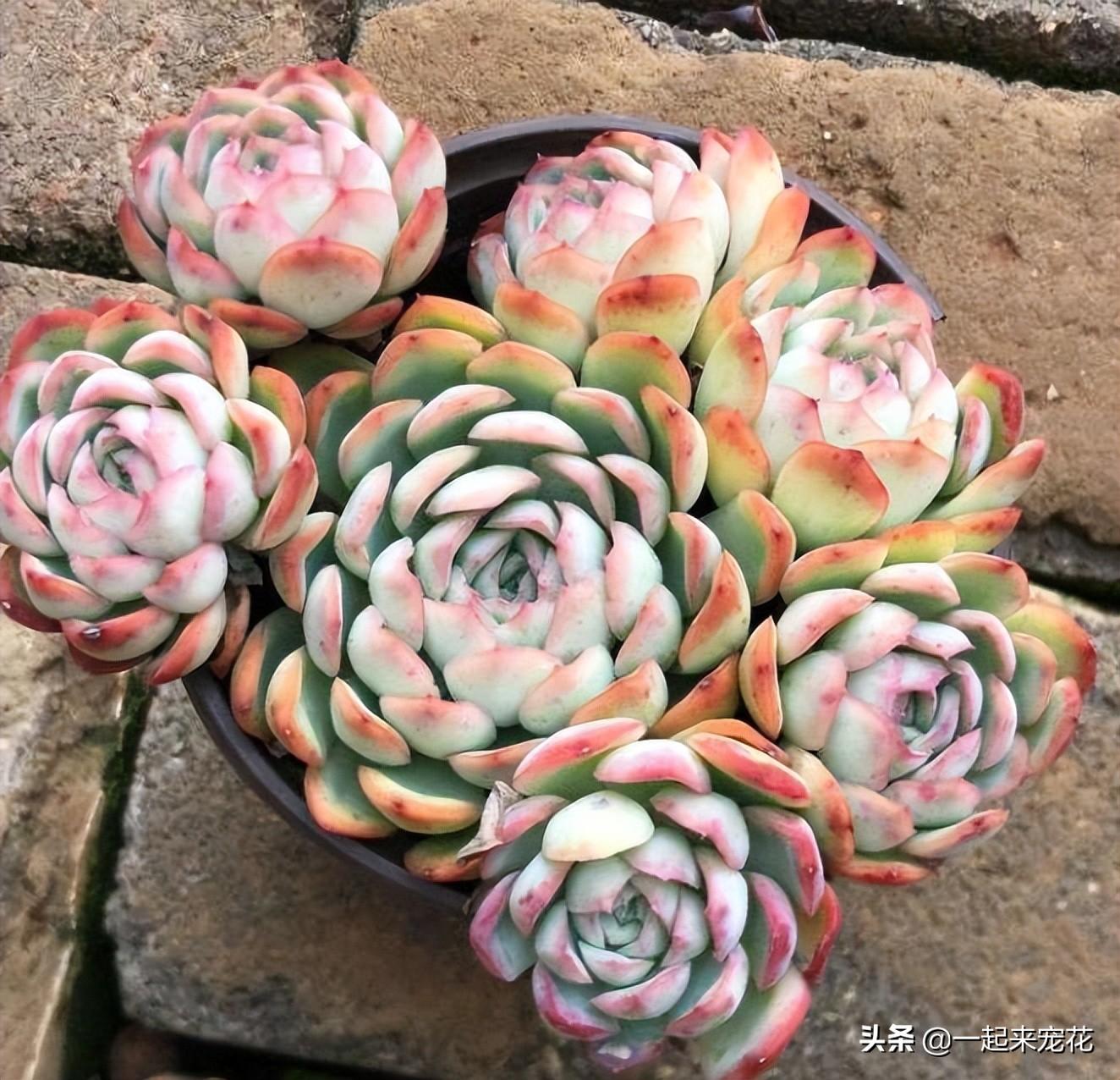 多肉淡雪爆盆圖片_多肉淡雪徒長怎么辦_淡雪多肉怎么爆頭