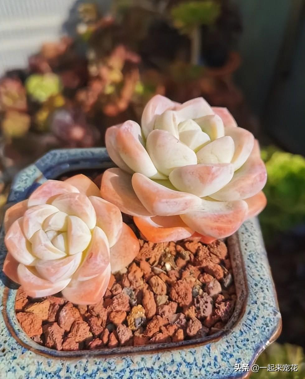 多肉淡雪爆盆圖片_淡雪多肉怎么爆頭_多肉淡雪徒長怎么辦