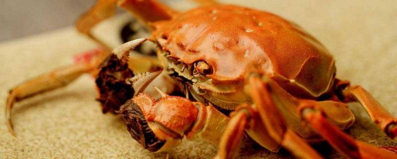 主角養(yǎng)觀賞魚發(fā)家的小說_養(yǎng)觀賞魚的小說_養(yǎng)魚的小說