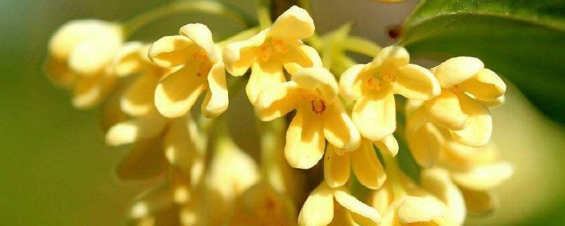 養(yǎng)魚的小說_養(yǎng)觀賞魚的小說_主角養(yǎng)觀賞魚發(fā)家的小說