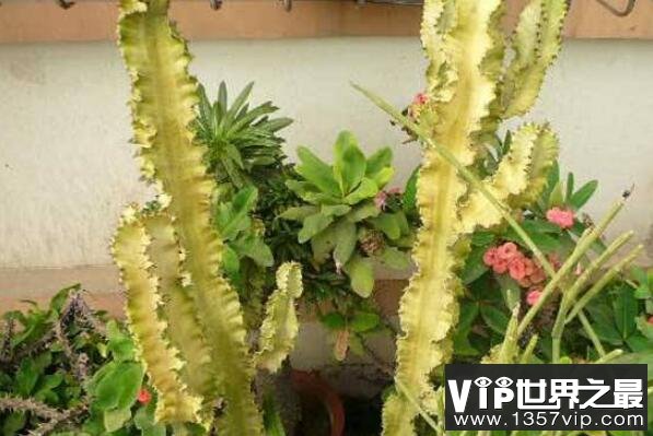 大型蓮花座多肉_蓮花座大型多肉好養嗎_蓮花座多肉植物