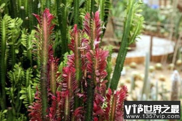 大型蓮花座多肉_蓮花座大型多肉好養嗎_蓮花座多肉植物