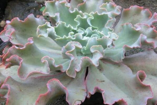 大型蓮花座多肉_蓮花座多肉植物_蓮花座大型多肉好養嗎