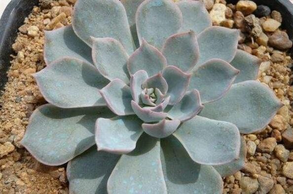 蓮花座大型多肉好養嗎_蓮花座多肉植物_大型蓮花座多肉
