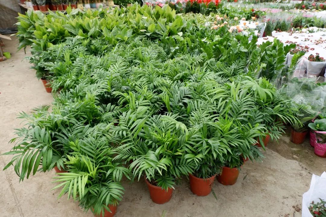 八尺鏡多肉_八尺鏡多肉_八尺鏡多肉