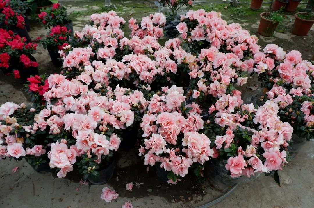 八尺鏡多肉_八尺鏡多肉_八尺鏡多肉