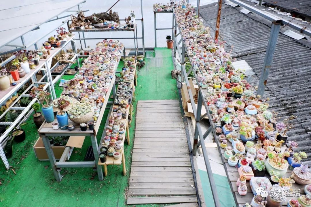 八尺鏡多肉_八尺鏡多肉_八尺鏡多肉