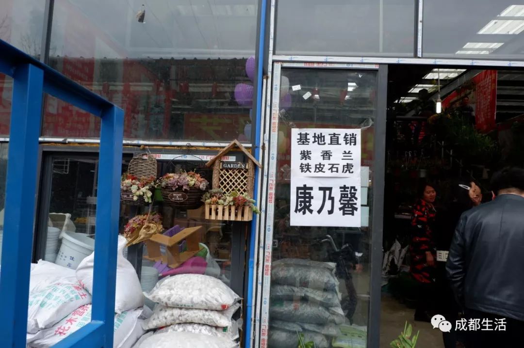 八尺鏡多肉_八尺鏡多肉_八尺鏡多肉