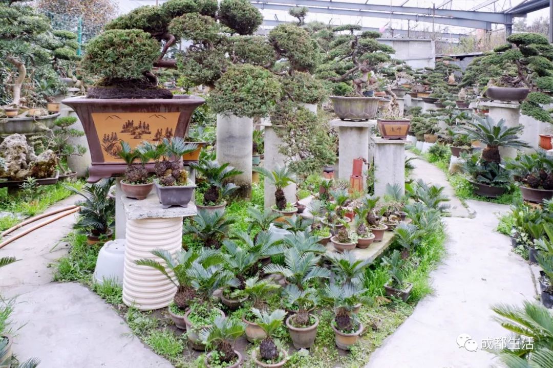 八尺鏡多肉_八尺鏡多肉_八尺鏡多肉