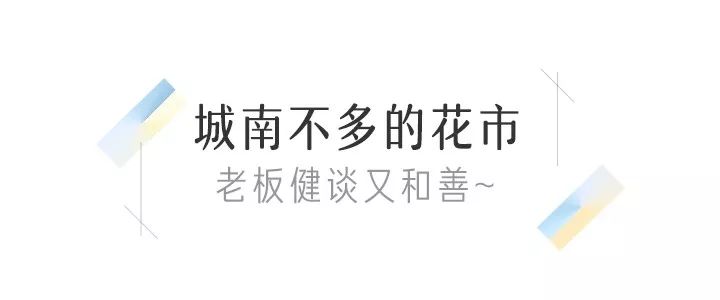 八尺鏡多肉_八尺鏡多肉_八尺鏡多肉