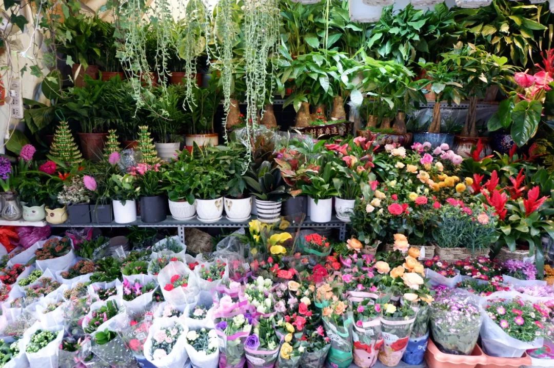 八尺鏡多肉_八尺鏡多肉_八尺鏡多肉