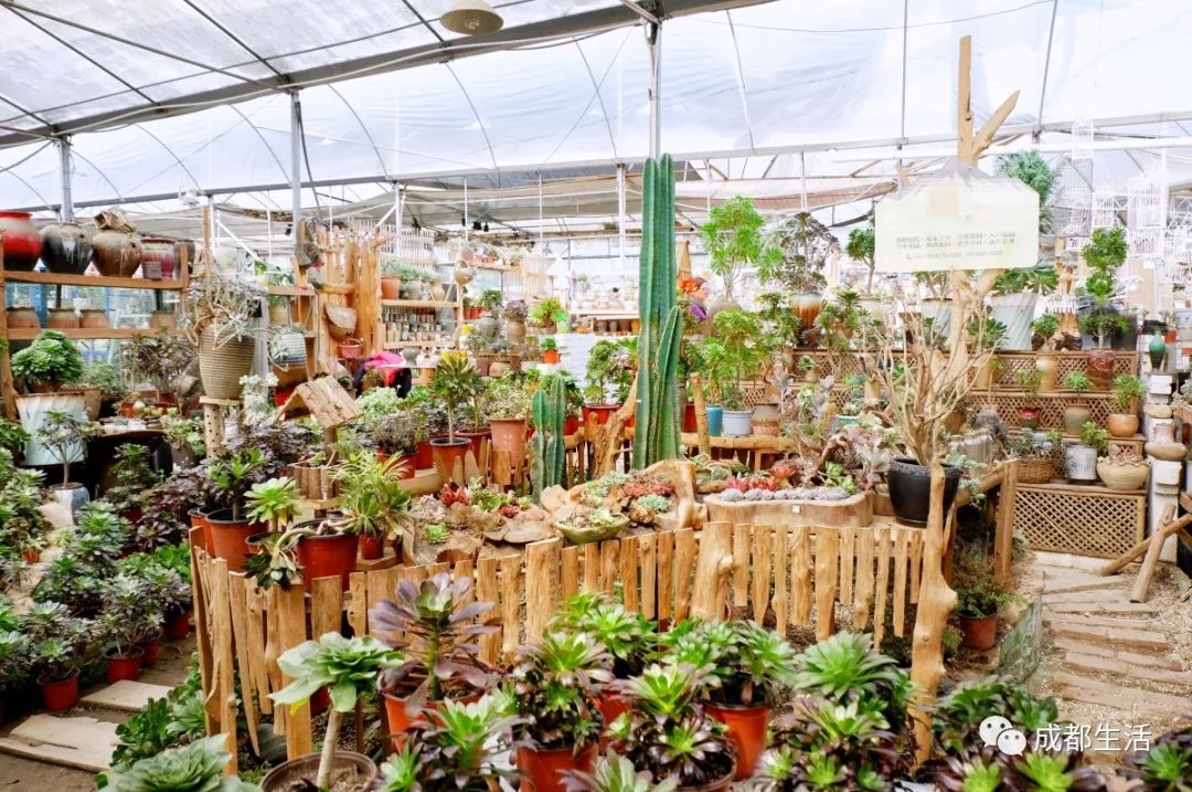 八尺鏡多肉_八尺鏡多肉_八尺鏡多肉