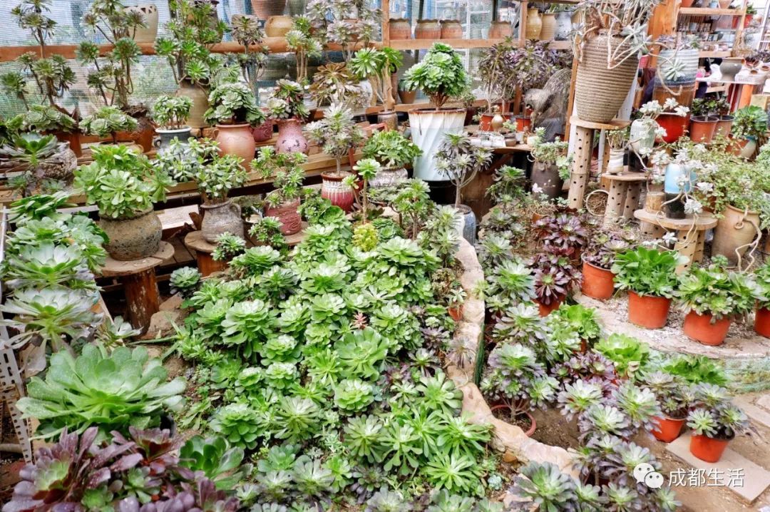 八尺鏡多肉_八尺鏡多肉_八尺鏡多肉