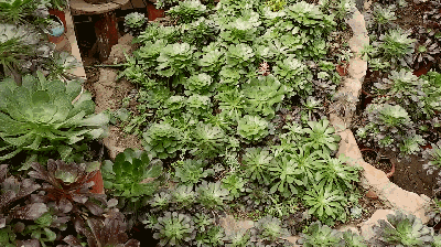 八尺鏡多肉_八尺鏡多肉_八尺鏡多肉