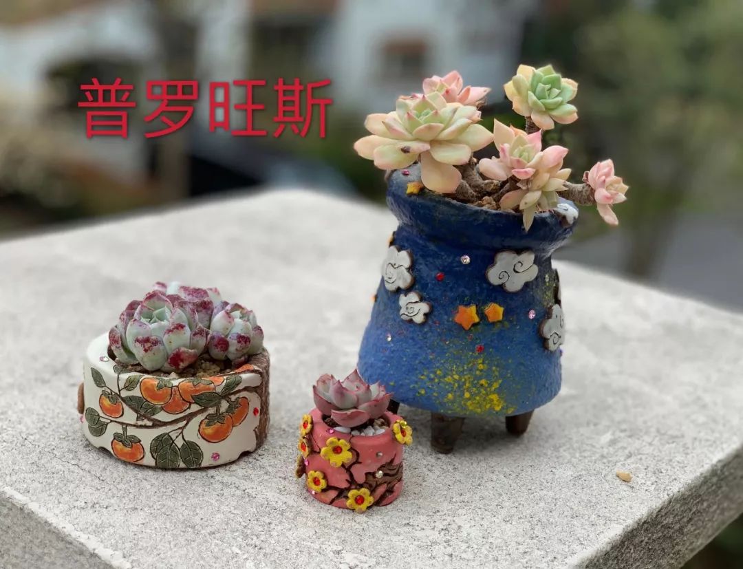 多肉 寶石花_多肉植物寶石花_多肉植物寶石花的含義