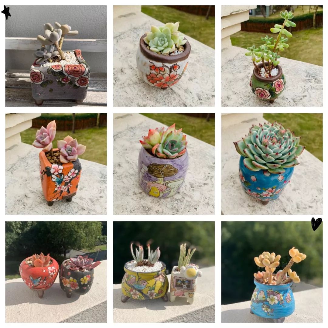 多肉 寶石花_多肉植物寶石花_多肉植物寶石花的含義