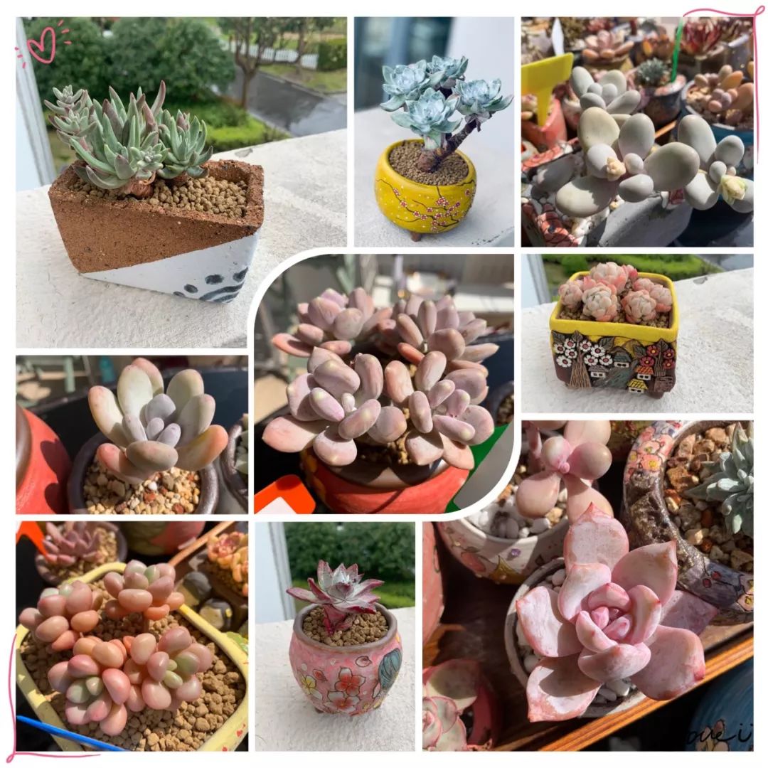 多肉植物寶石花_多肉植物寶石花的含義_多肉 寶石花