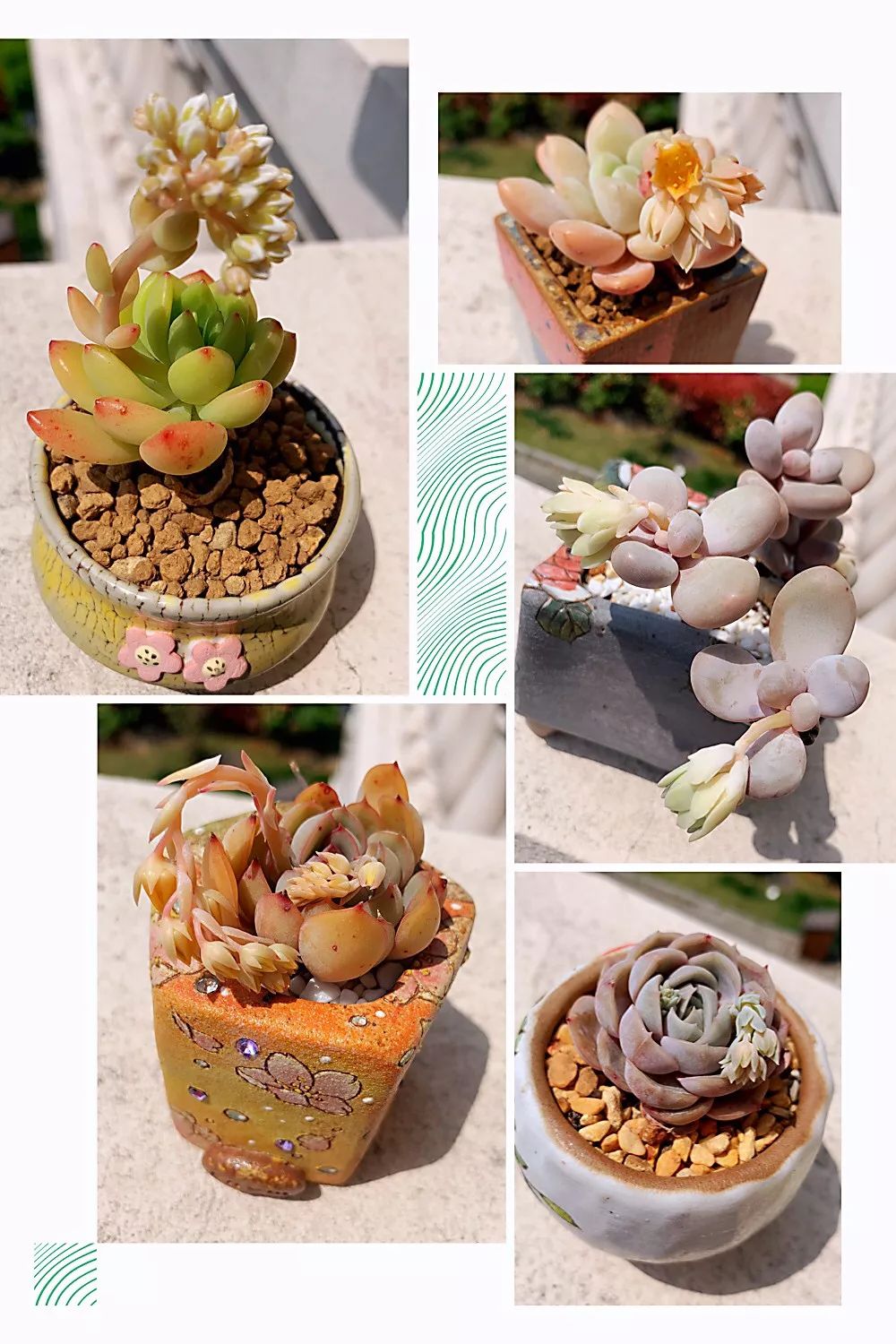 多肉 寶石花_多肉植物寶石花_多肉植物寶石花的含義