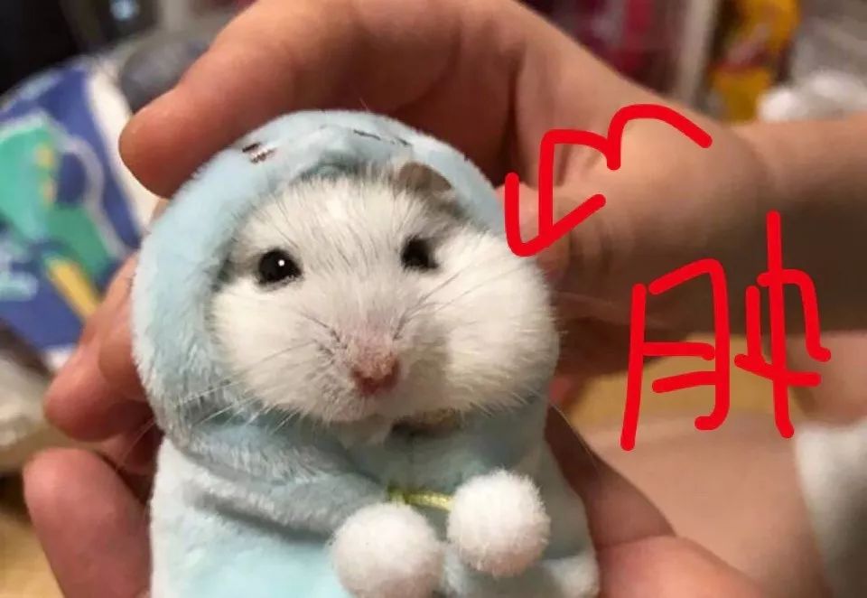 多肉 寶石花_多肉植物寶石花_多肉植物寶石花的含義