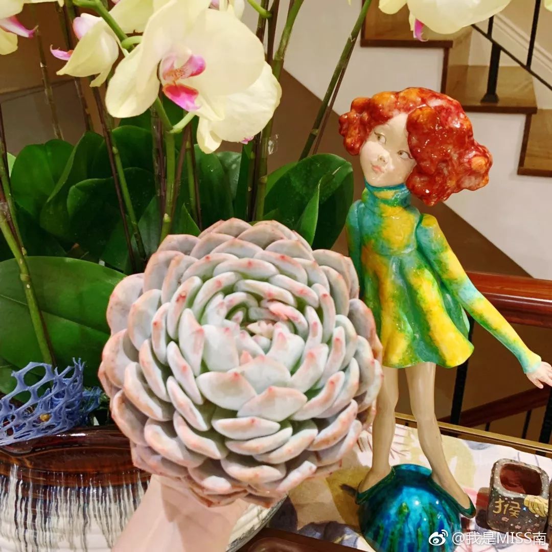 多肉植物寶石花_多肉 寶石花_多肉植物寶石花的含義