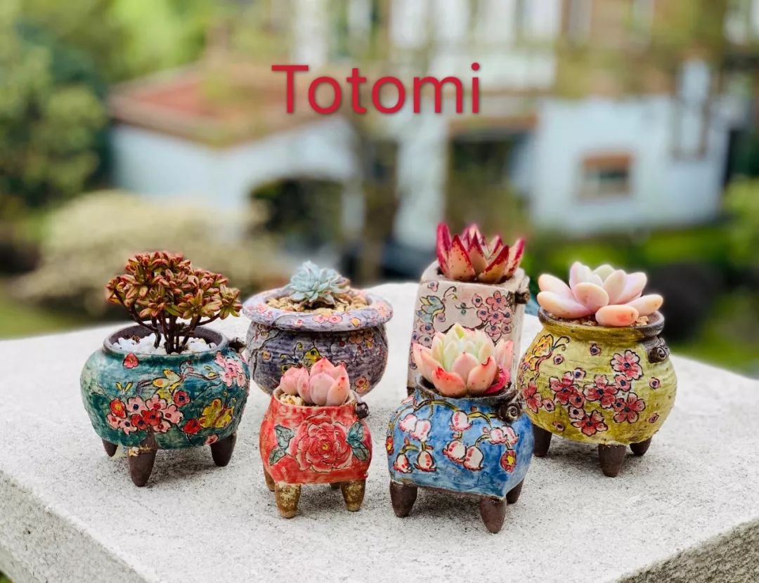 多肉植物寶石花的含義_多肉植物寶石花_多肉 寶石花