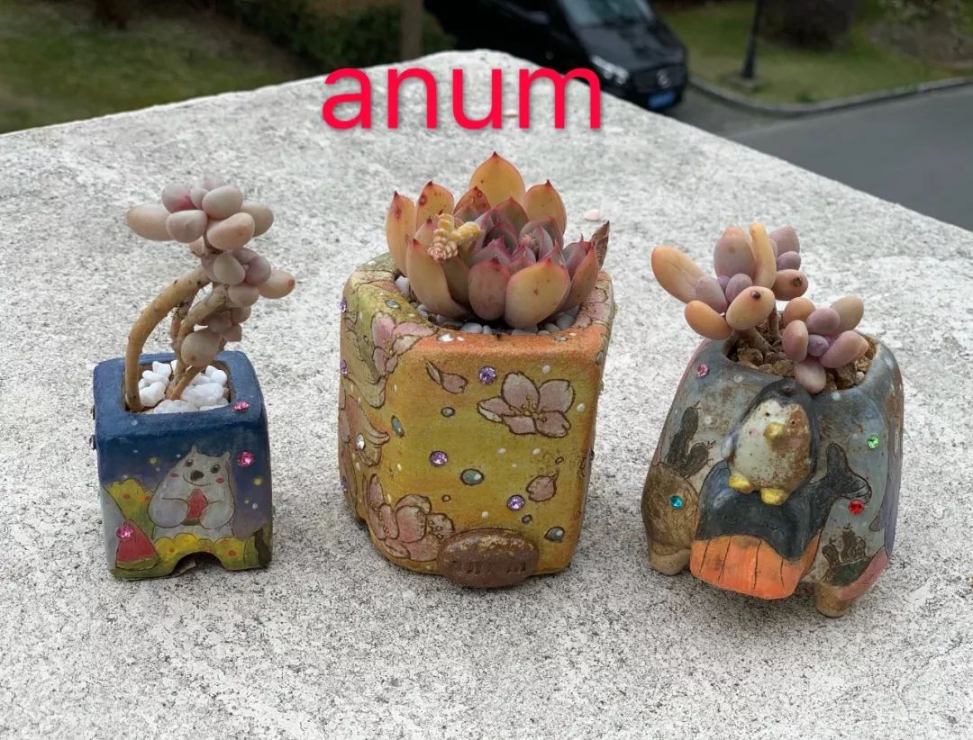 多肉 寶石花_多肉植物寶石花的含義_多肉植物寶石花