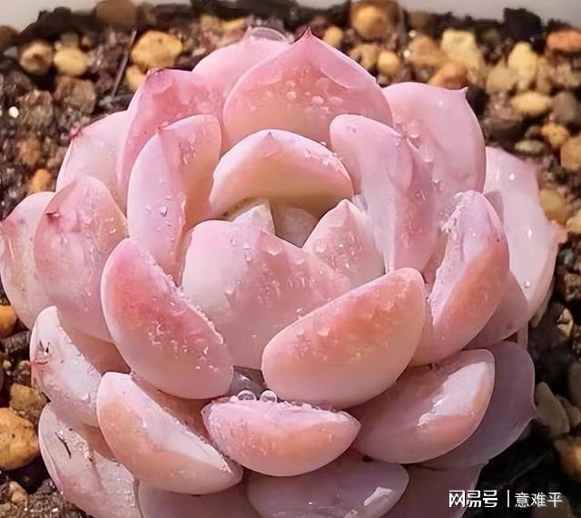 多肉帶暗紋什么意思_多肉暗紋是什么樣_帶暗紋的多肉