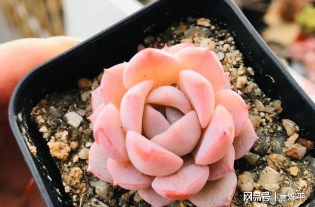 帶暗紋的多肉_多肉暗紋是什么樣_多肉帶暗紋什么意思