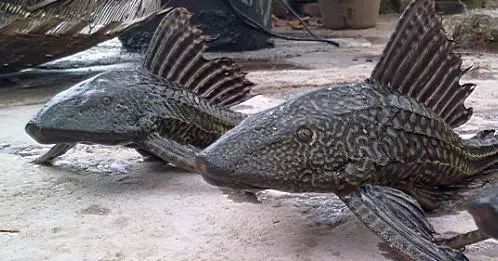 觀賞魚清道夫是什么品種_觀賞魚清道夫是淡水魚嗎_清道夫是觀賞魚嗎