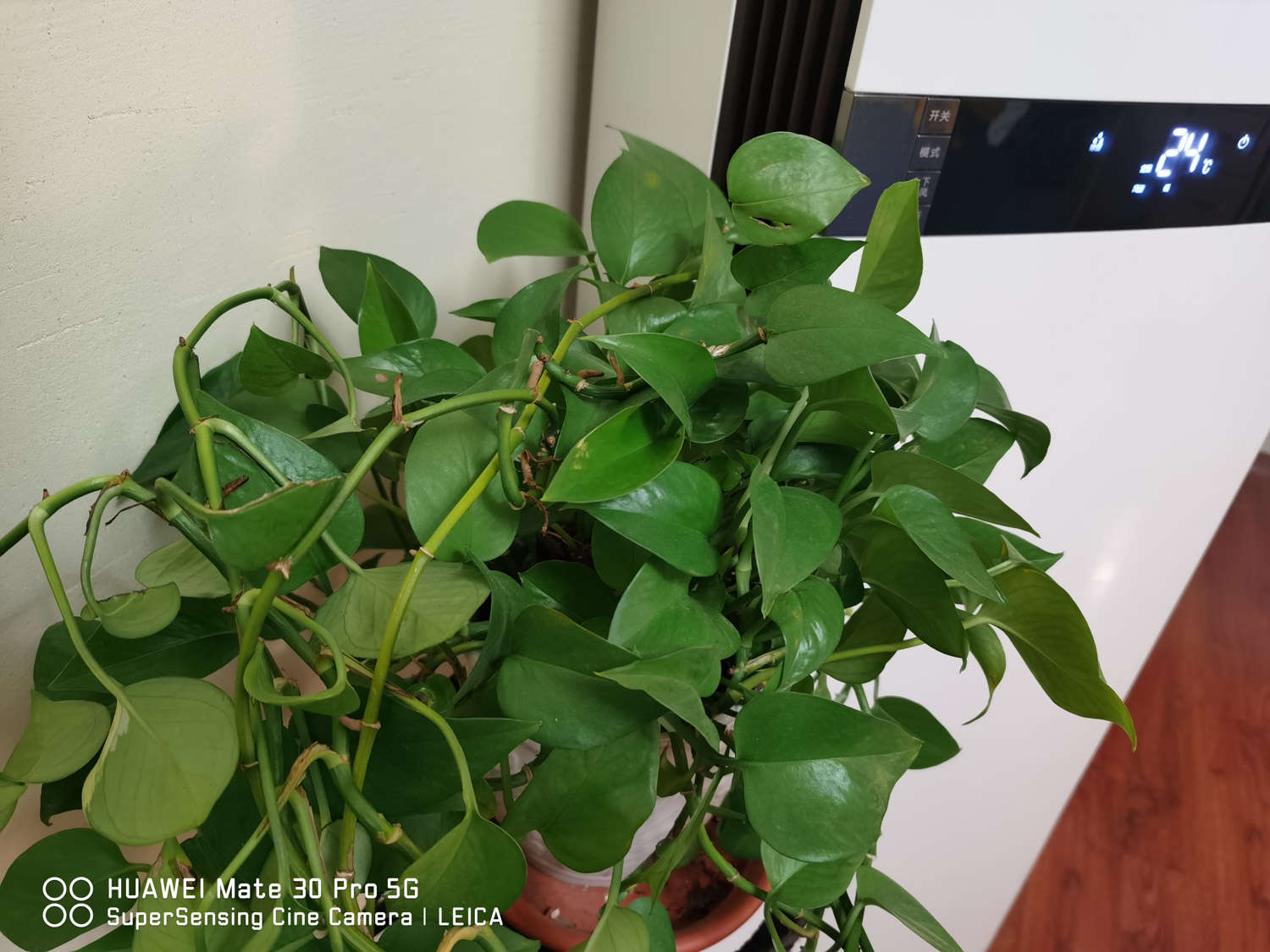 綠蘿5種扦插方法，學會1種，家里就多得放