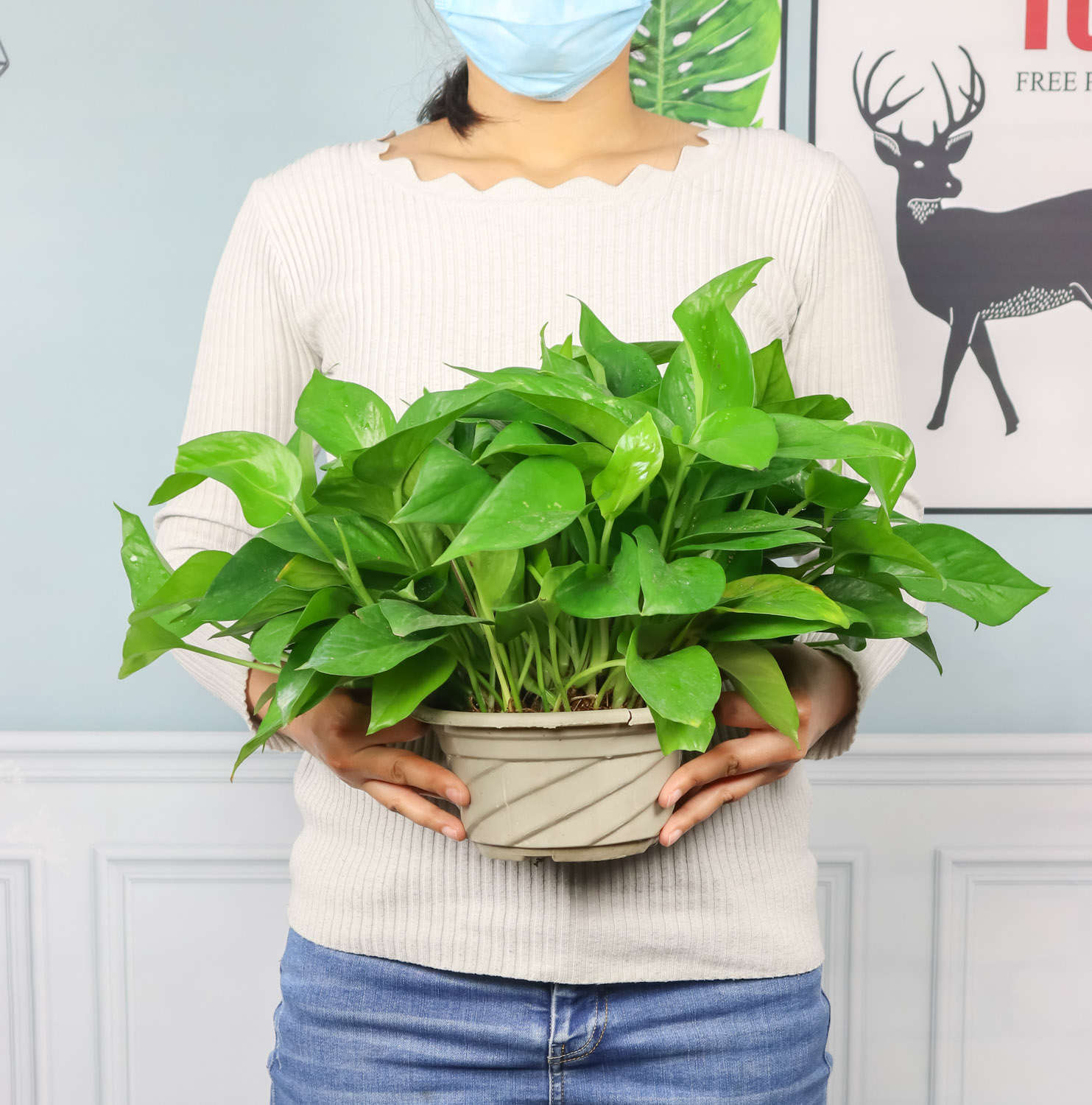 多肉葉插的好處_多肉怎么插葉片_多肉葉插葉片朝上還是朝下