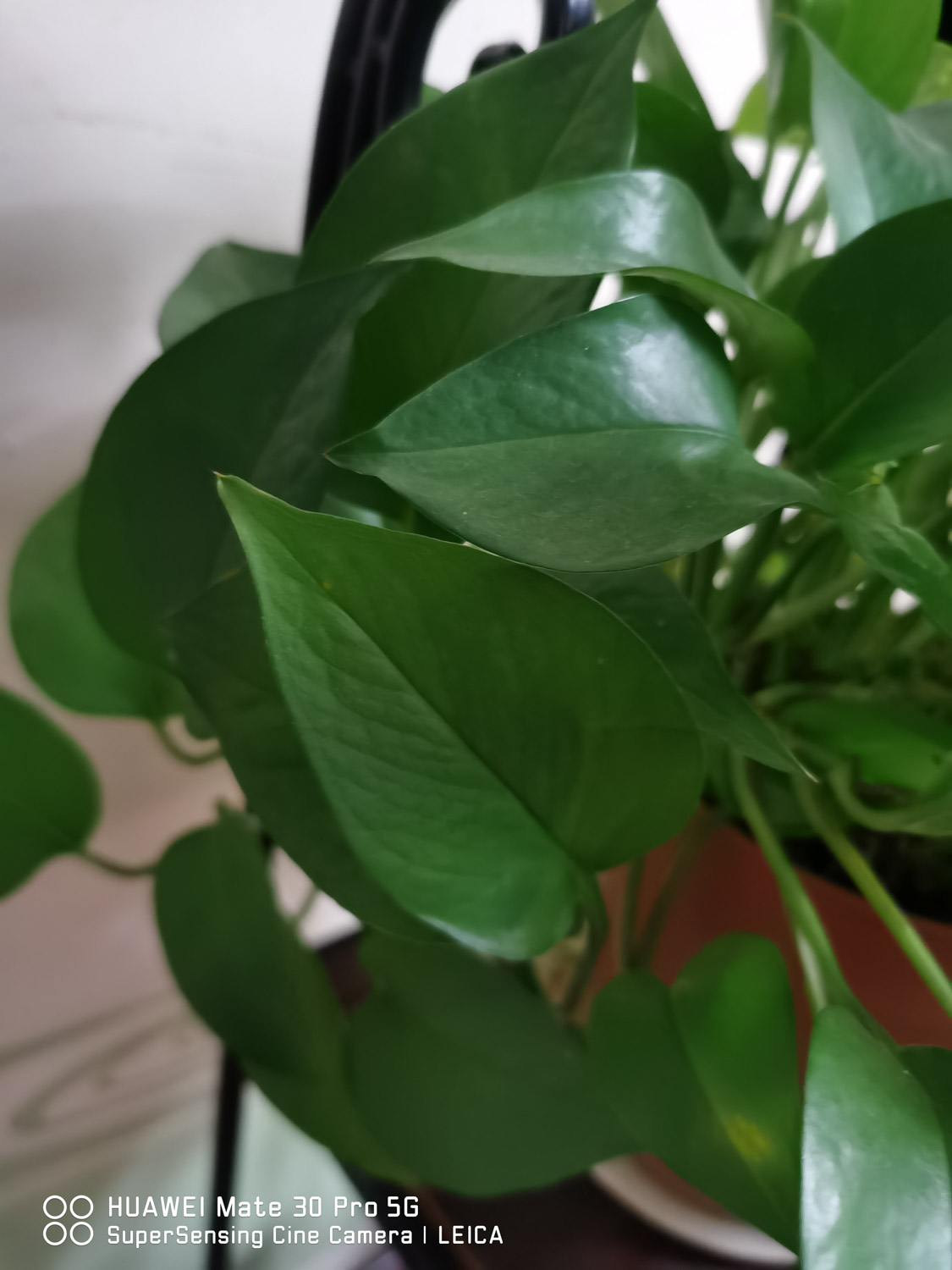 多肉葉插的好處_多肉怎么插葉片_多肉葉插葉片朝上還是朝下