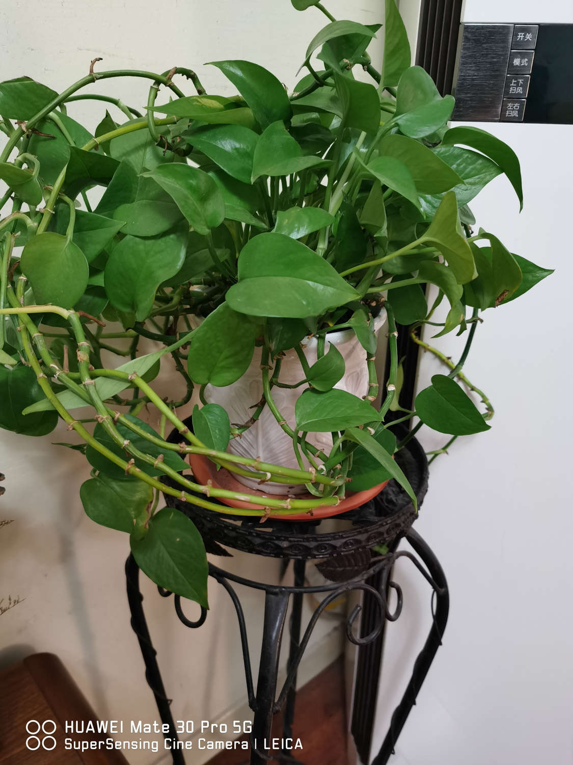 多肉怎么插葉片_多肉葉插葉片朝上還是朝下_多肉葉插的好處