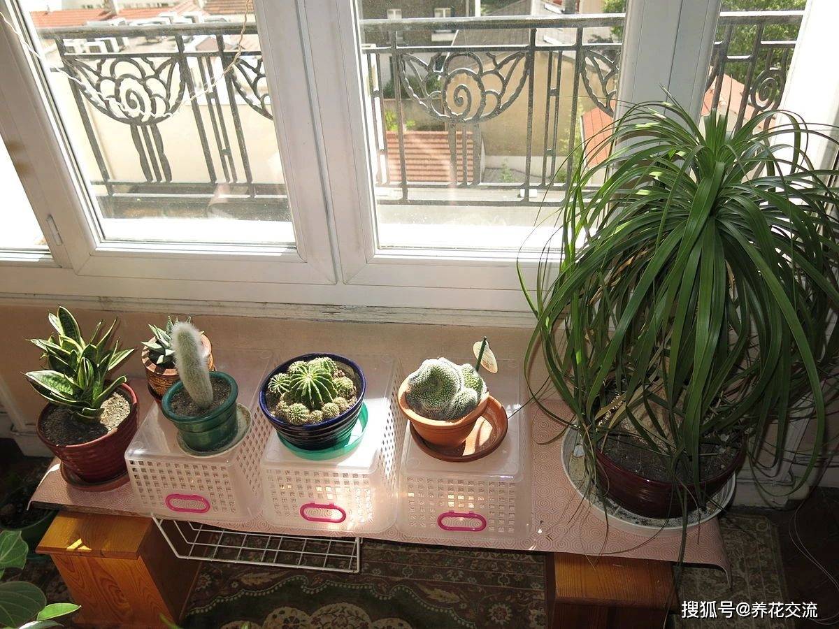 多肉養陽臺里面能養好嗎_陽臺養多肉風水好嗎_陽臺養多肉會運氣不好嗎