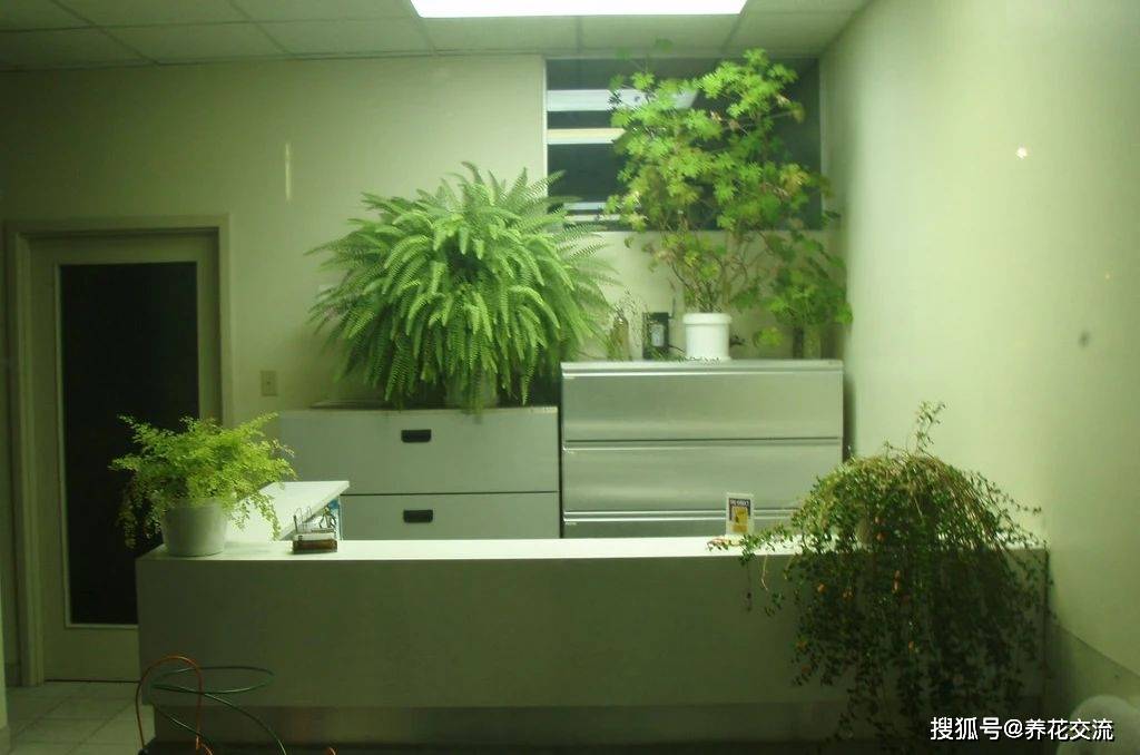 陽臺養多肉會運氣不好嗎_多肉養陽臺里面能養好嗎_陽臺養多肉風水好嗎