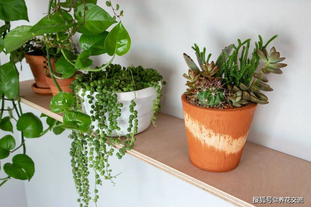 陽臺養多肉風水好嗎_多肉養陽臺里面能養好嗎_陽臺養多肉會運氣不好嗎