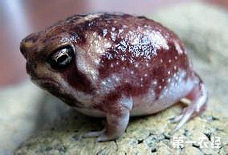 香草怎么養(yǎng),這5種香草植物