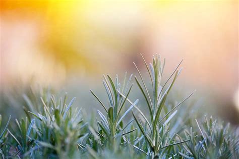 香草多肉狀態(tài)圖片_多肉 香草_香草多肉好養(yǎng)嗎