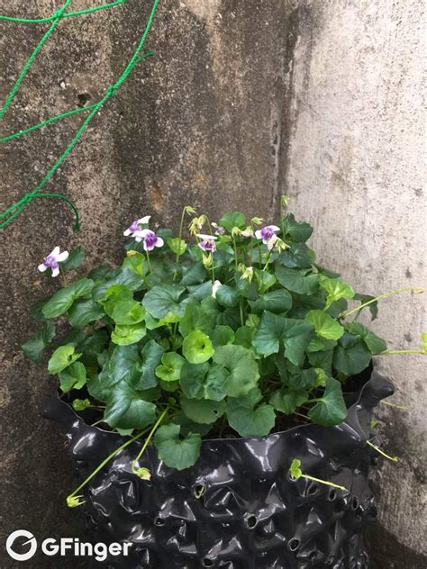 多肉 香草_香草多肉好養(yǎng)嗎_香草多肉狀態(tài)圖片