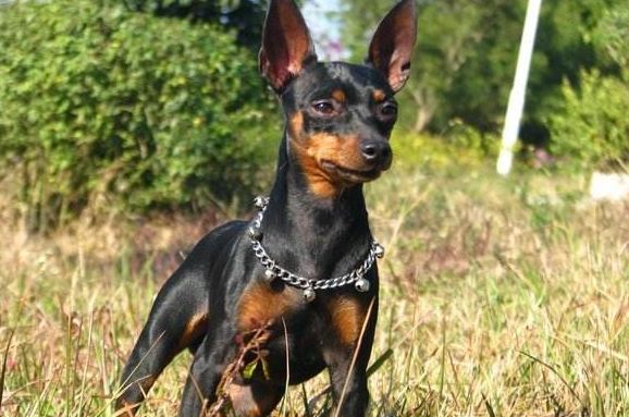 小型犬有哪些_小型犬都有_小型犬都有那種