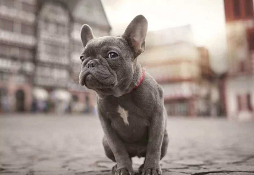 小型犬都有_小型犬都有那種_小型犬有哪些